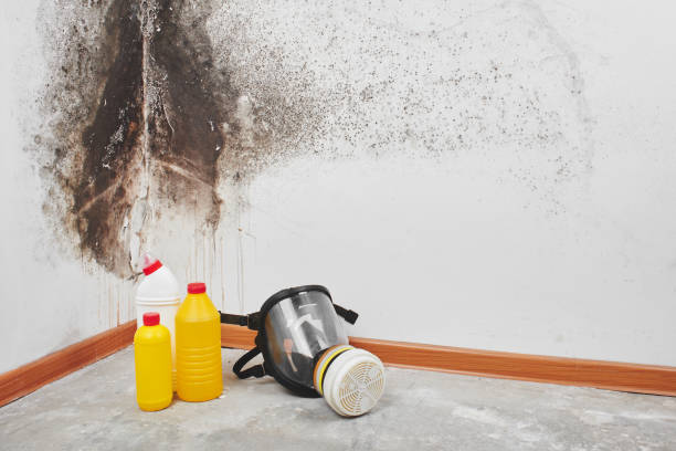 Best Office Mold Removal Services  in Coloma, MI