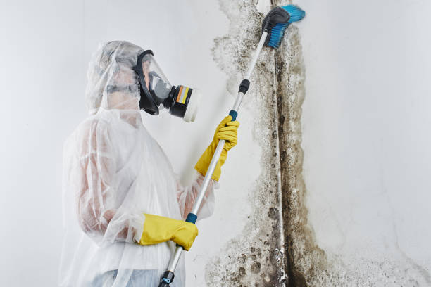 Certified Mold Removal in Coloma, MI