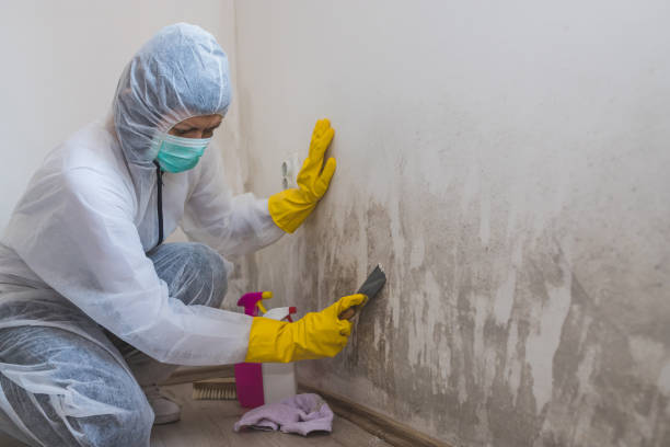 Best Mold Testing  in Coloma, MI