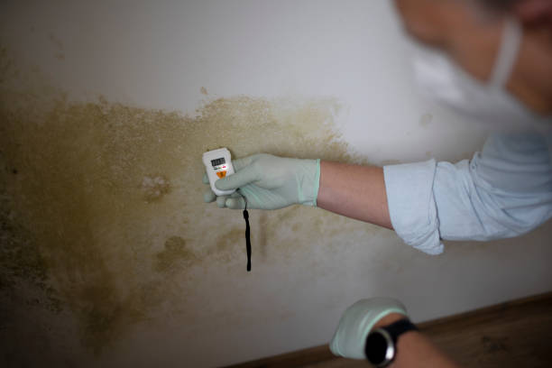 Best Mold Removal Company Near Me  in Coloma, MI