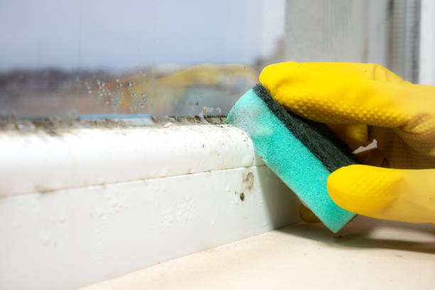 Best Home Mold Removal  in Coloma, MI
