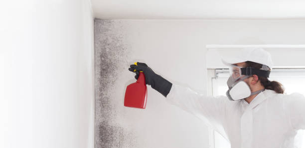 Best Local Mold Removal Service  in Coloma, MI