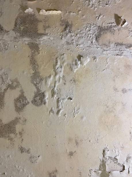 Best Commercial Mold Removal  in Coloma, MI