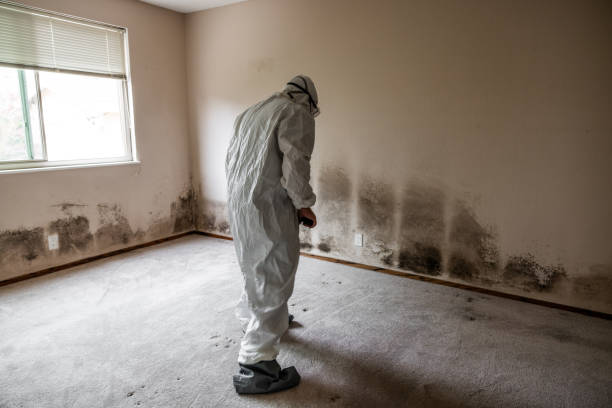 Best Fast Mold Removal  in Coloma, MI