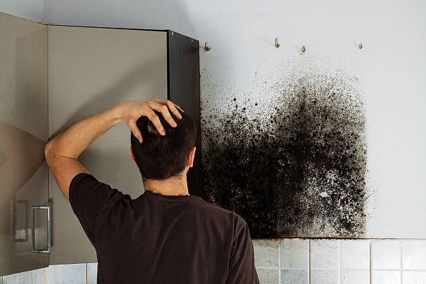 Best Attic Mold Removal  in Coloma, MI