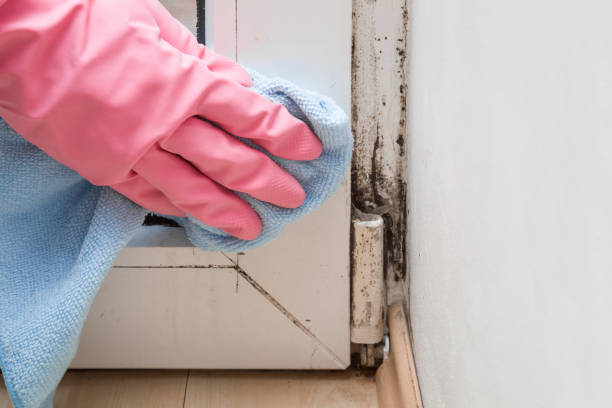Best Mold Removal Company Near Me  in Coloma, MI