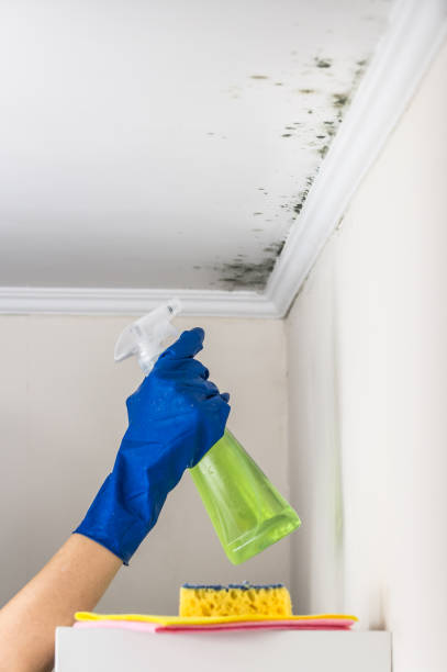 Best Water Damage Restoration  in Coloma, MI