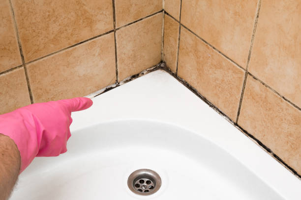 Office Mold Removal Services in Coloma, MI