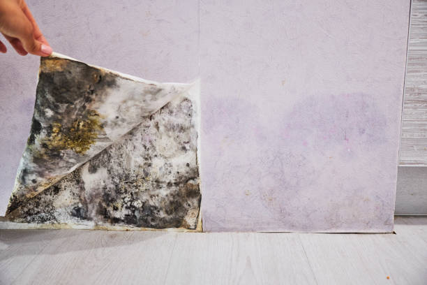 Best Certified Mold Removal  in Coloma, MI